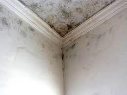 Best Attic Mold Removal  in La Huerta, NM