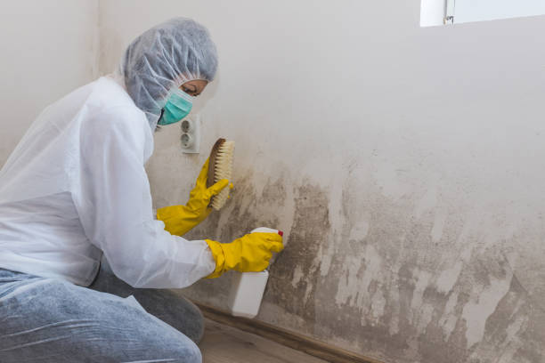 Best Emergency Mold Remediation  in La Huerta, NM